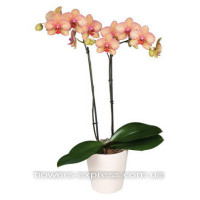 Phalaenopsis Code -0723