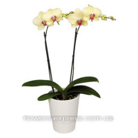 Phalaenopsis Code -0725