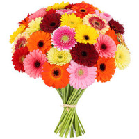35 gerberas Code - 4254