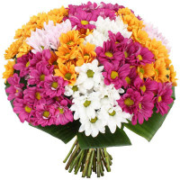 Sylvia Code - 4452