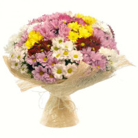 25 chrysanthemum Code - 4358