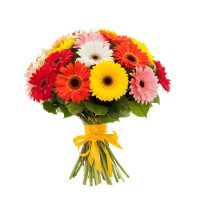 Gerberas Code-4761