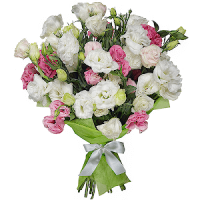 Eustoma Code-9714
