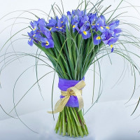 Iris Code - 2070