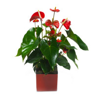 Антуріум Код - 428