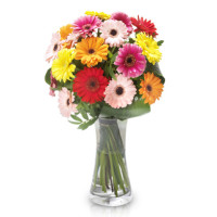 Gerberas Code - 406