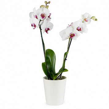 Белая орхидея Код - 448