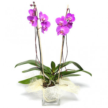 Orchid Code - 414